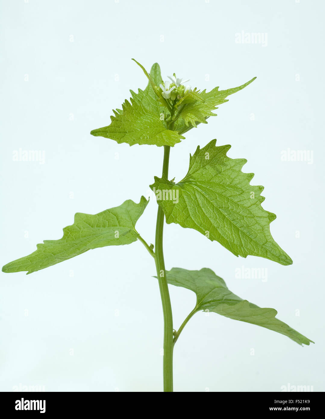Knoblauchsrauke; Alliaria petiolata Stock Photo