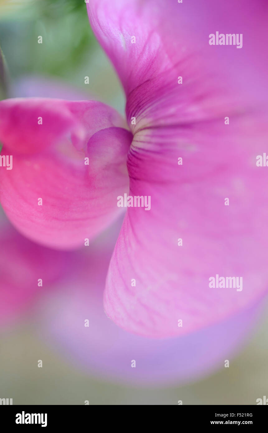 Platterbse, Lathyrus, Deutschland, Nordrhein-Westfalen, Köln, Garten, Stock Photo