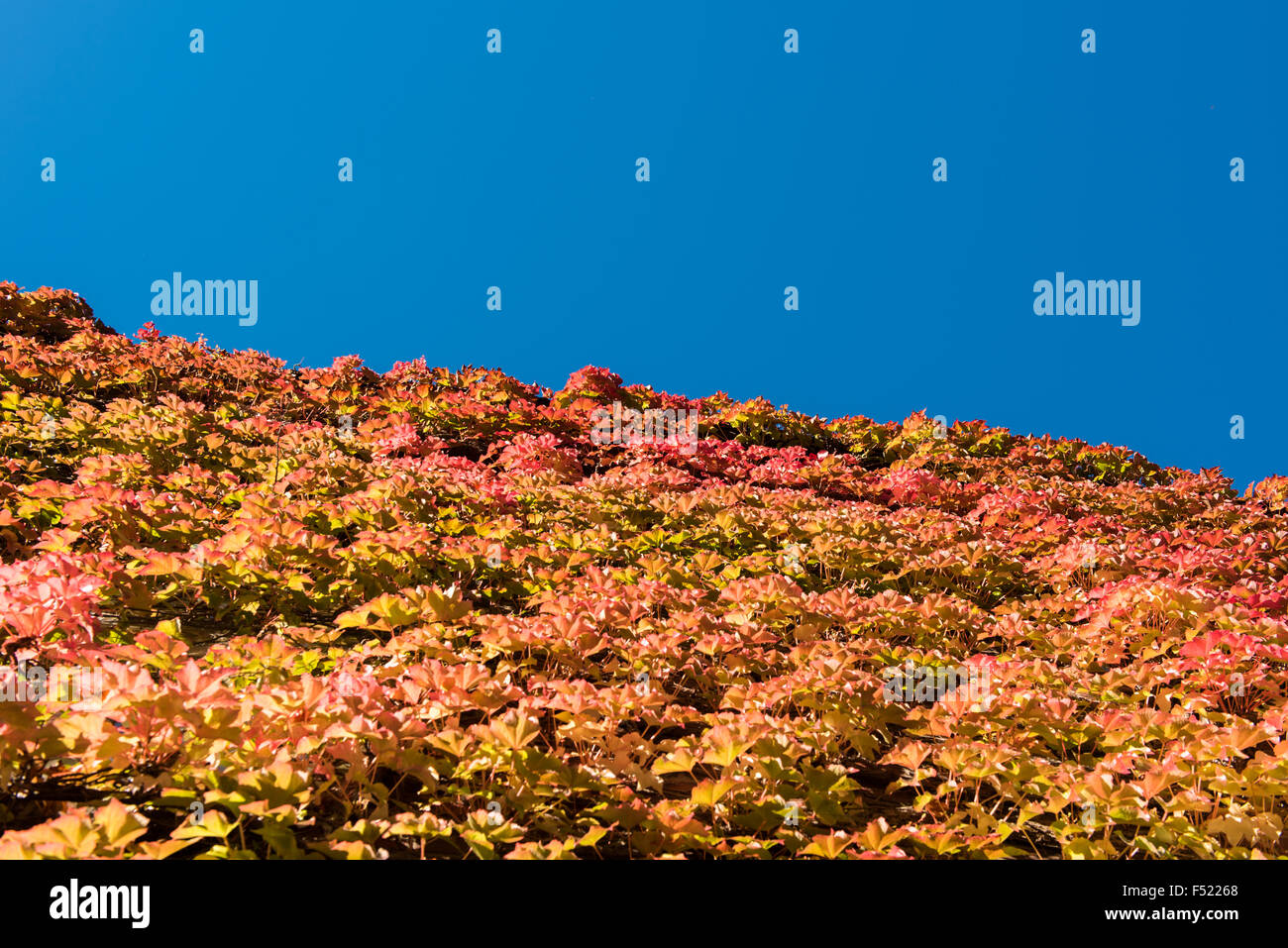 colors of autumn - ivy leafs before blue sky Stock Photo