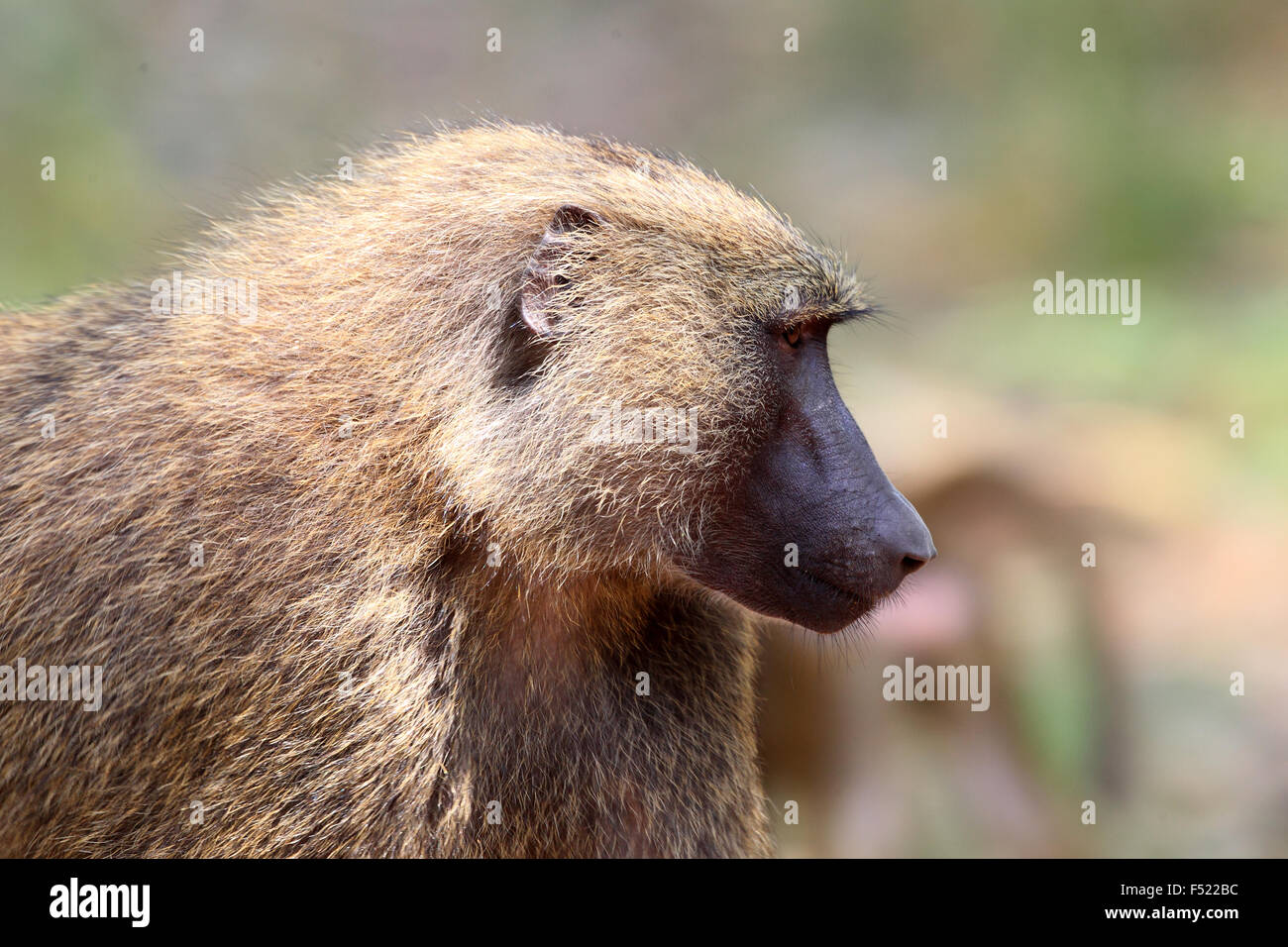Olive Baboon (Papio anubis) in Mole National park, Ghana, West Africa Stock Photo