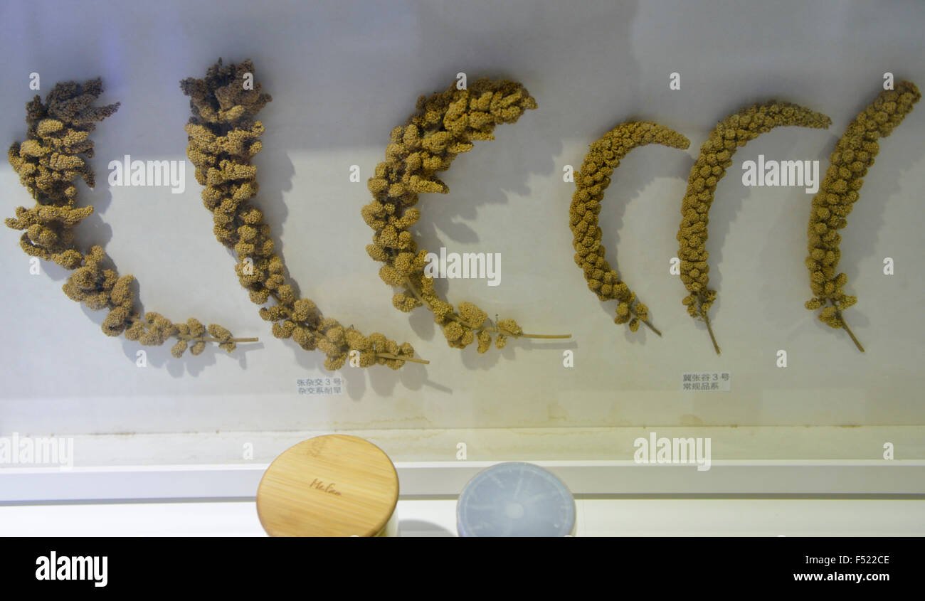 High-yield millet compared with general millet. Gene museum. BGI(Beijing Genomics Institute) in Shenzhen, China. Stock Photo