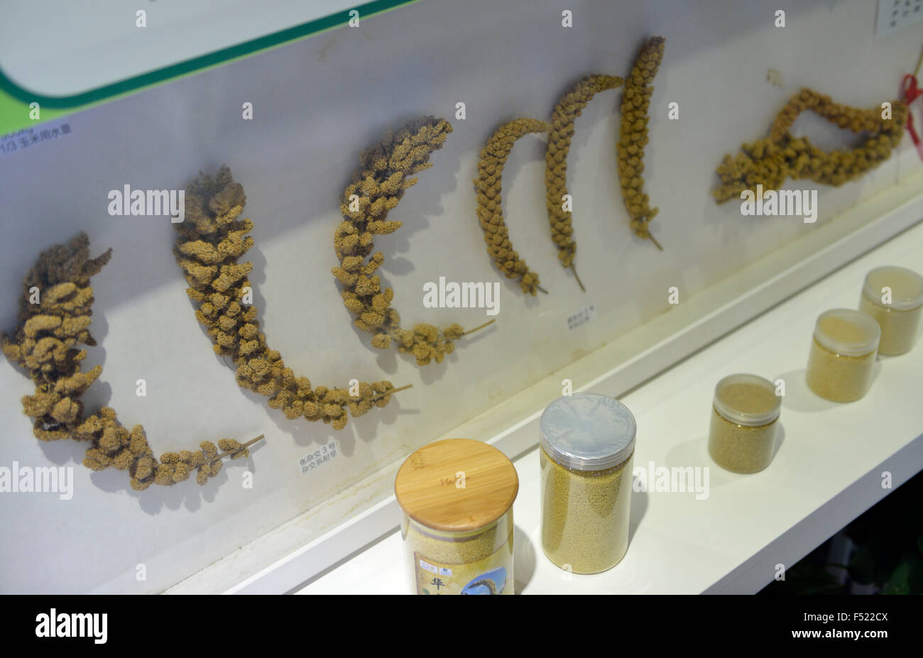High-yield millet compared with general millet. Gene museum. BGI(Beijing Genomics Institute) in Shenzhen, China. Stock Photo