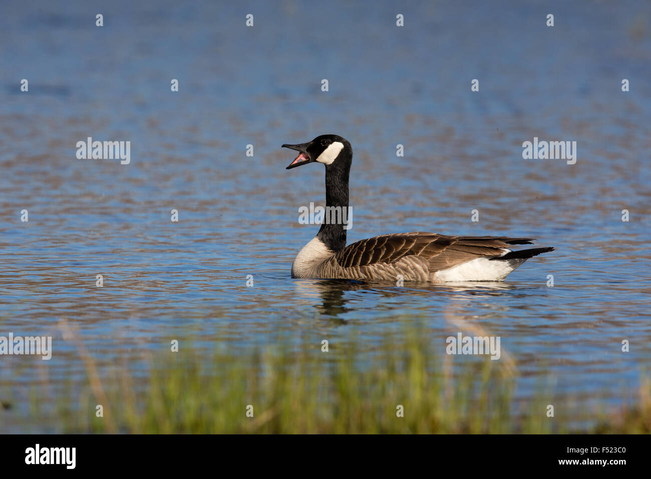 canada goose brandon mb canada goose brandon mb