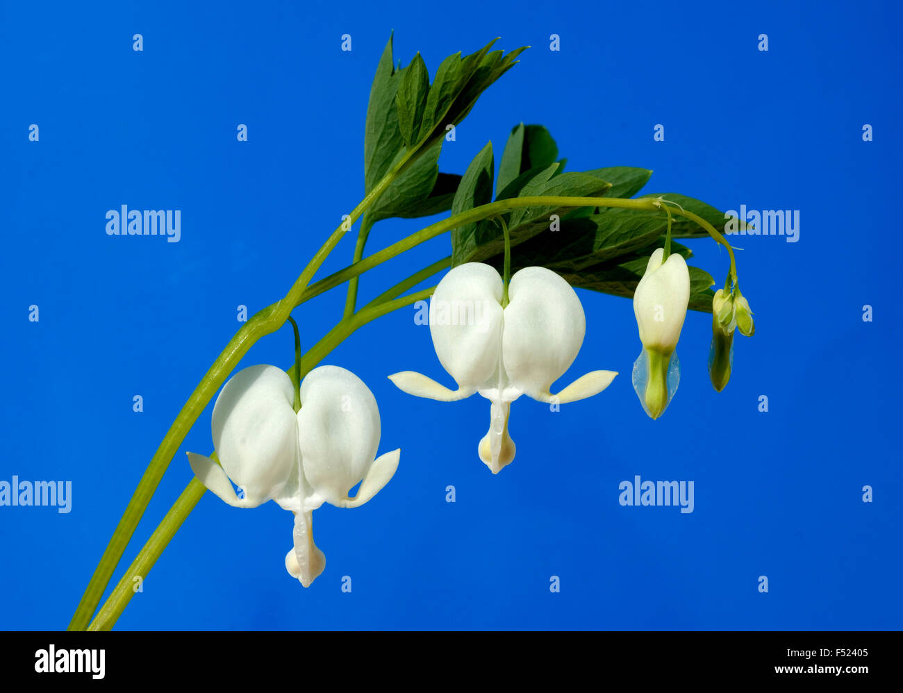 Traenendes, Herz, Weiss, Dicentra Stock Photo Alamy