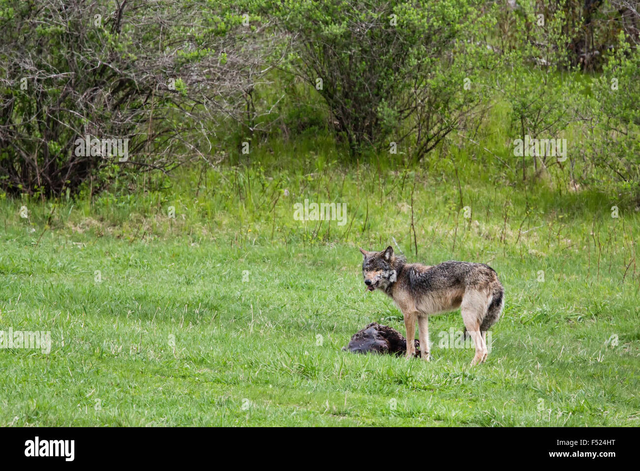 Wolf with prey (beaver Stock Photo Alamy