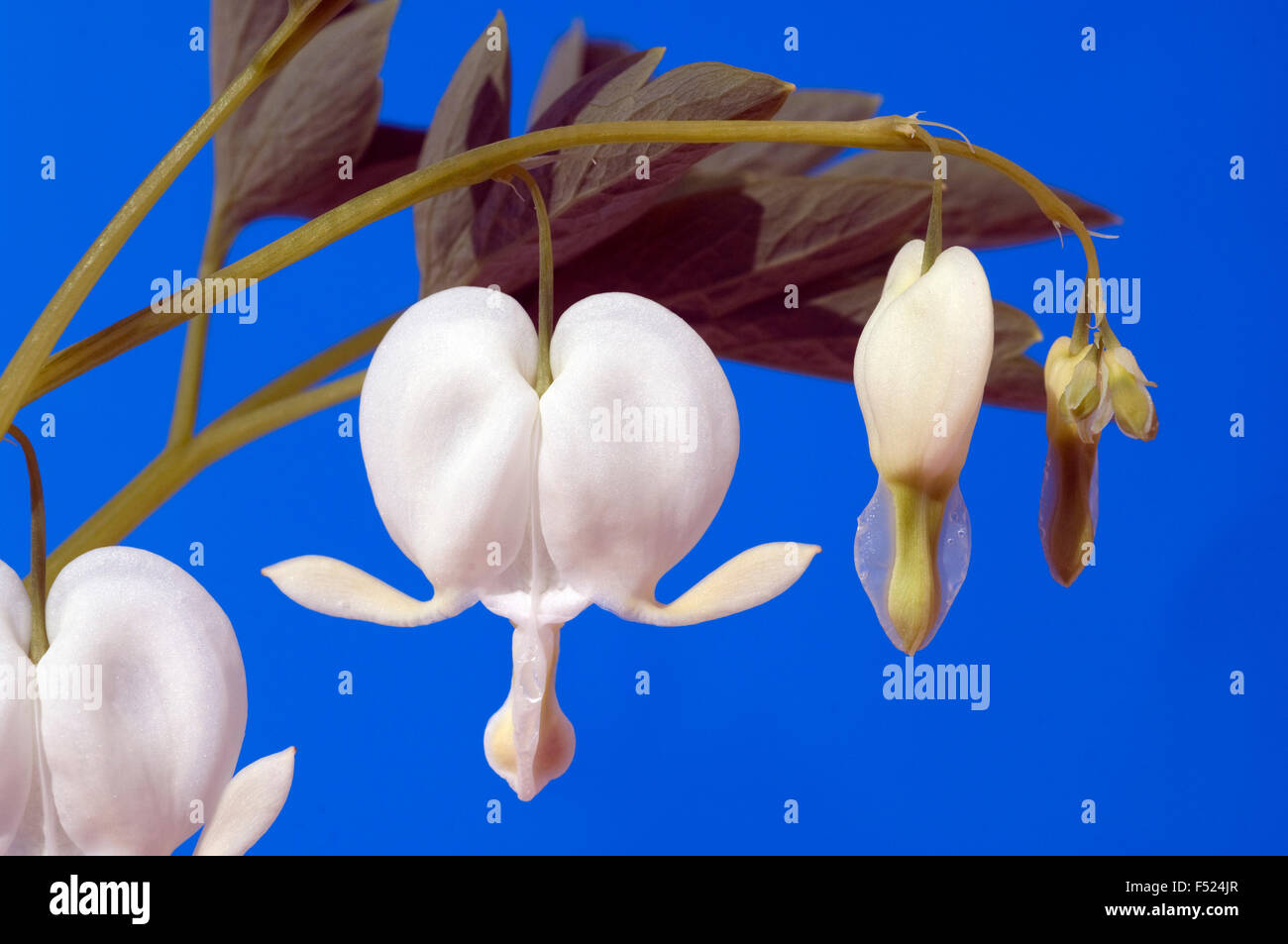 Traenendes, Herz, Weiss, Dicentra Stock Photo Alamy