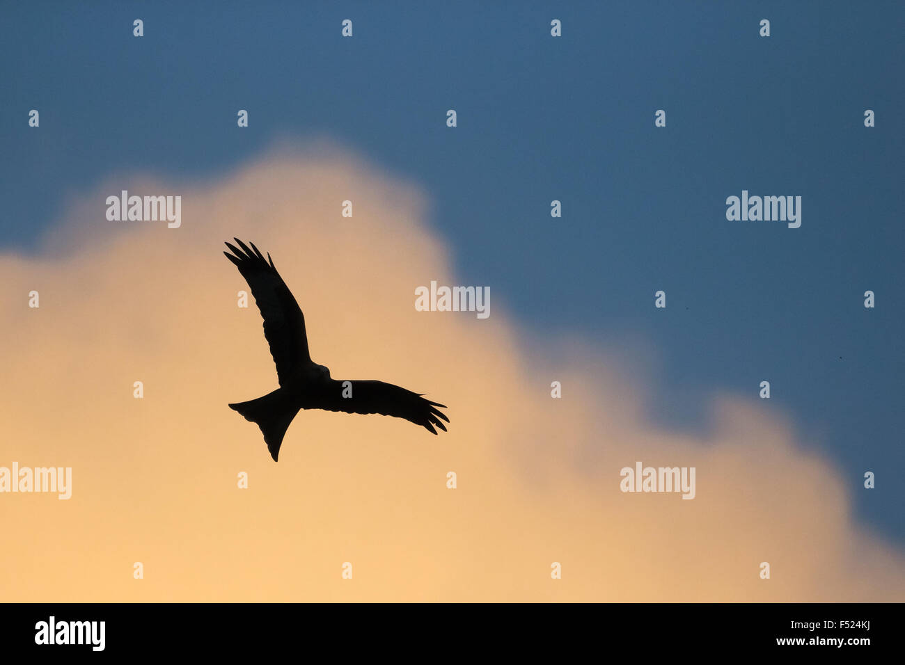 Red Kite (Milvus milvus) silhouetted against orange sunset clouds in Powys, Mid Wales. Stock Photo