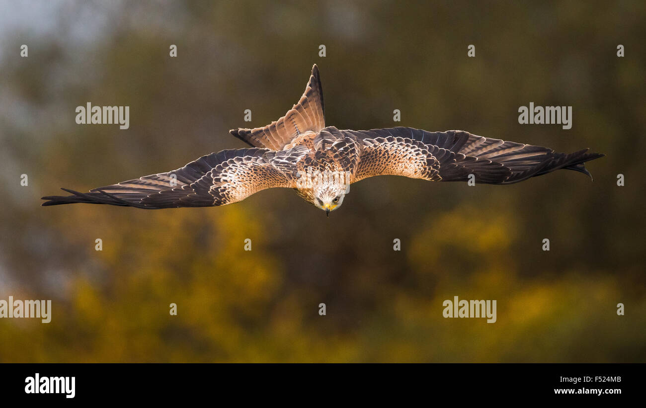 Red Kite (Milvus milvus) dives against an autumnal tree background in Powys, Mid Wales. Stock Photo