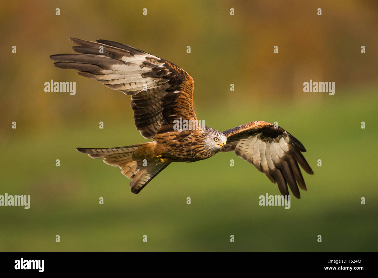 Red Kite (Milvus milvus) in flight backed by autumnal countryside background in Powys, Mid Wales. Stock Photo