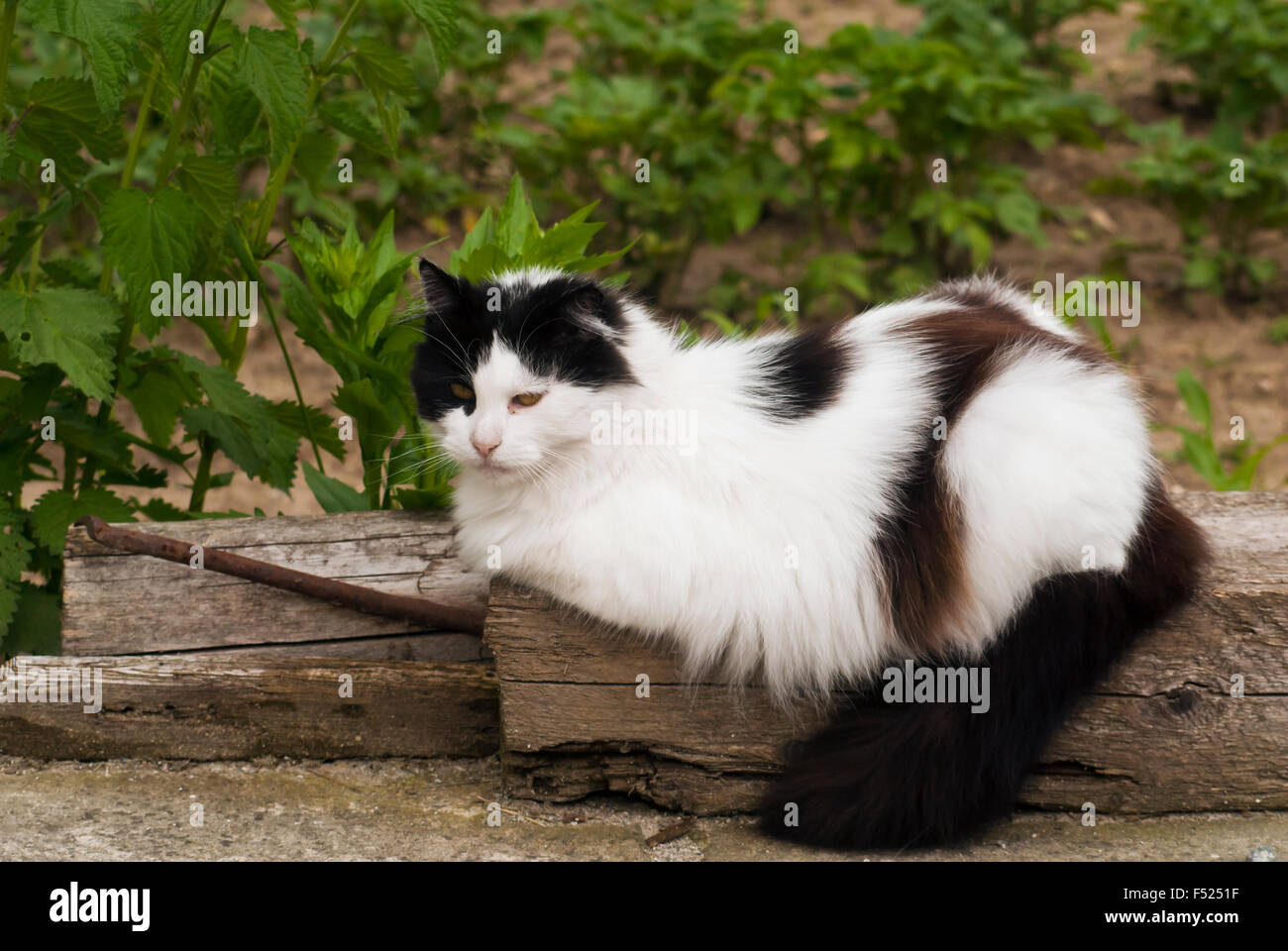 black and white cat lying on a tree Stock Photo - Alamy