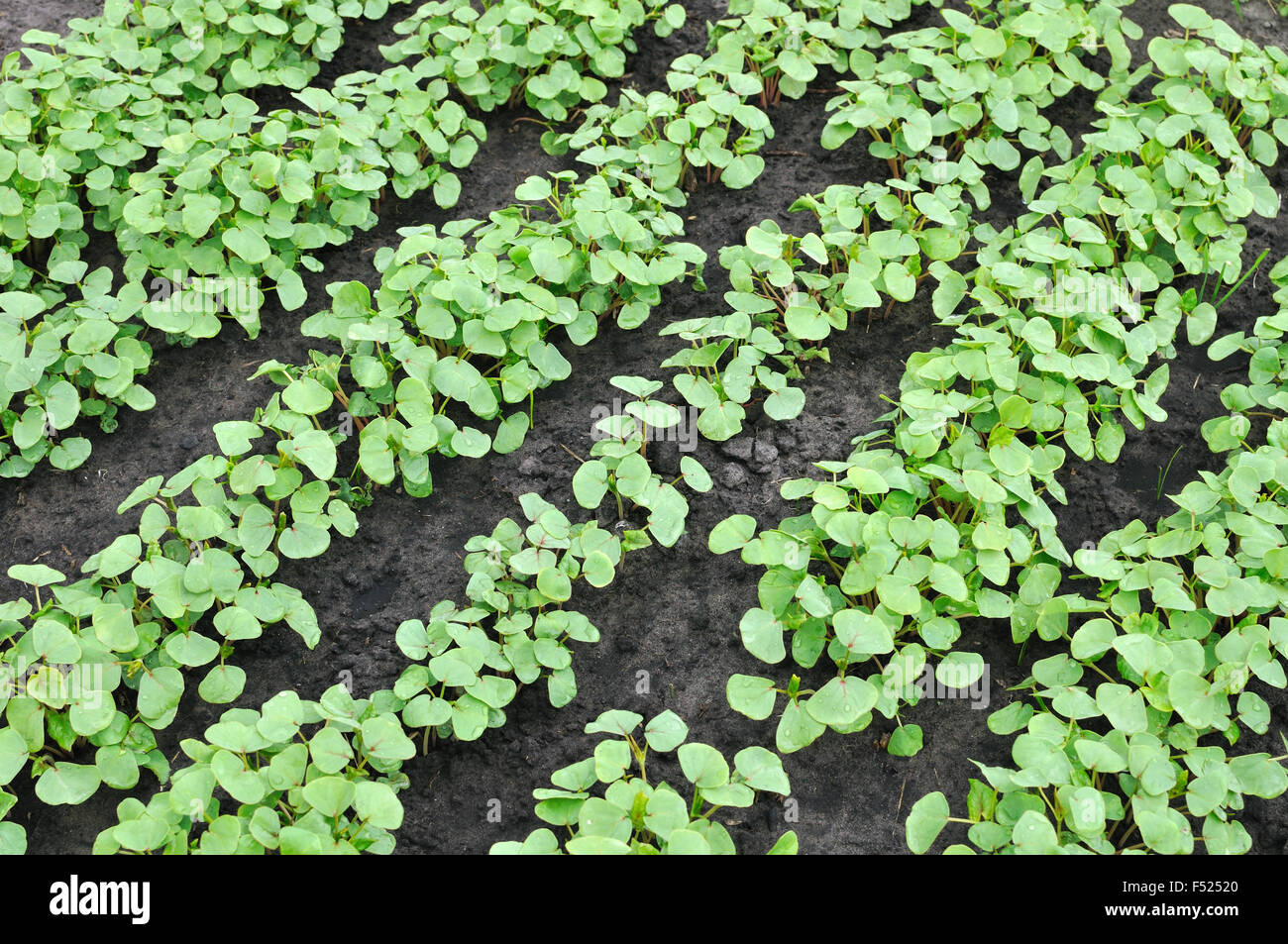 green field growing buckwheat Stock Photo Alamy