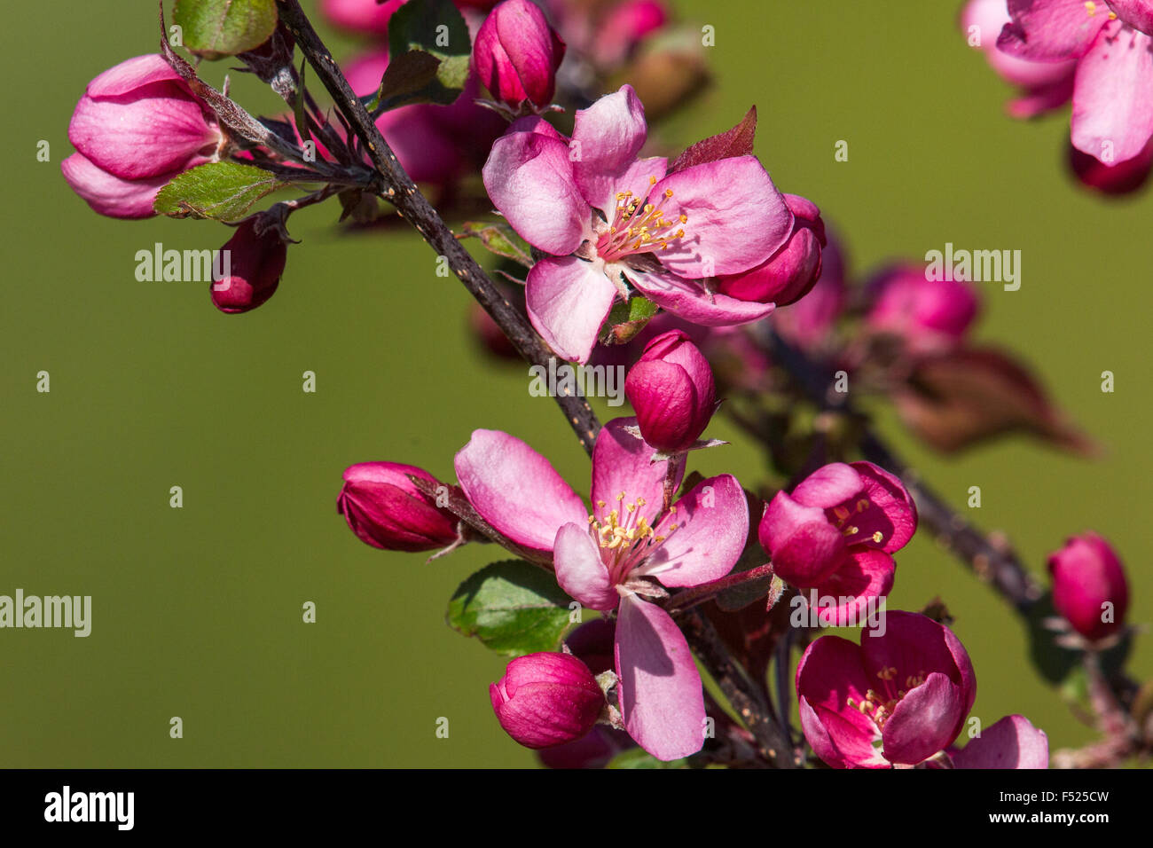Flowering crab apple tree in northern Wisconsin Stock Photo