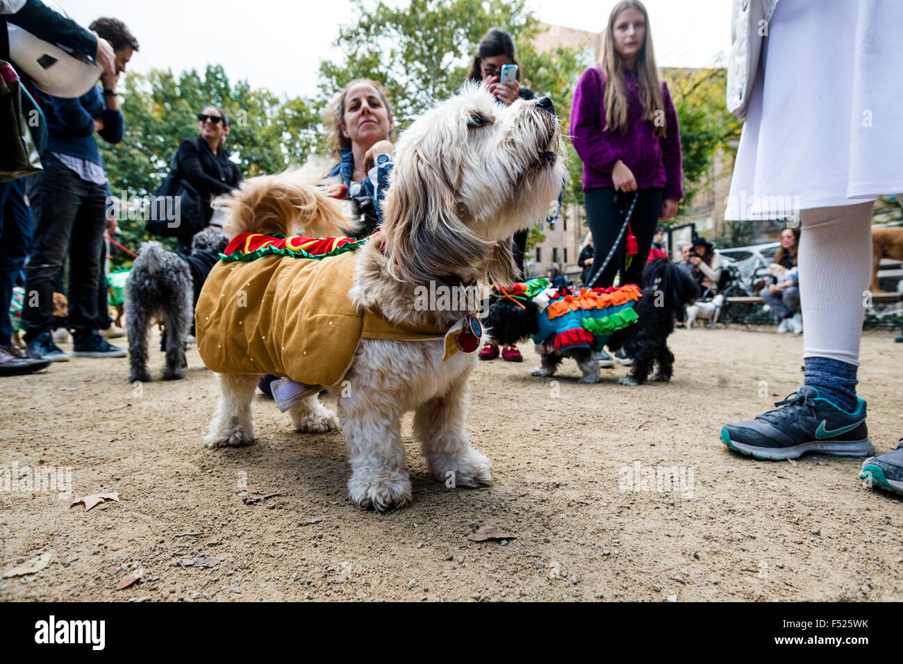 New York, NY 25 October 2015 - A small terrier dressed as a hot dog at the Washington Square Dog Run Halloween Party Stock Photo