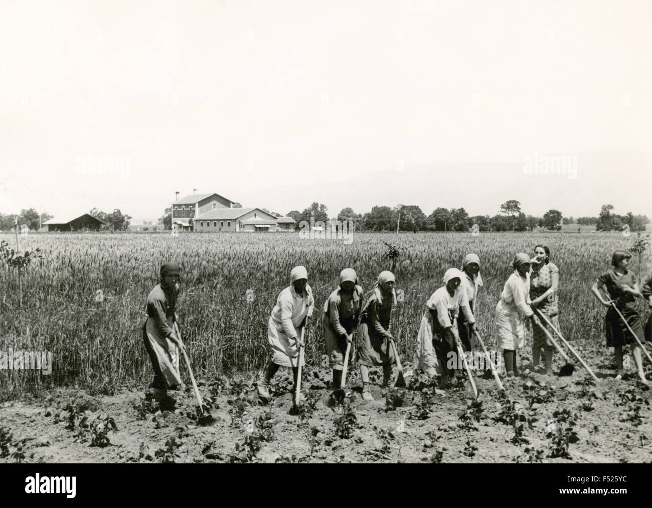 Land Reclamation Consortium of Piscinara : Women at work in crops in the experimental field , Latina, Italy Stock Photo