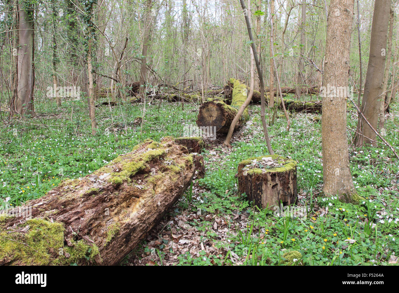 Spring Riparian Riparian scenery hi-res stock photography and images - Alamy