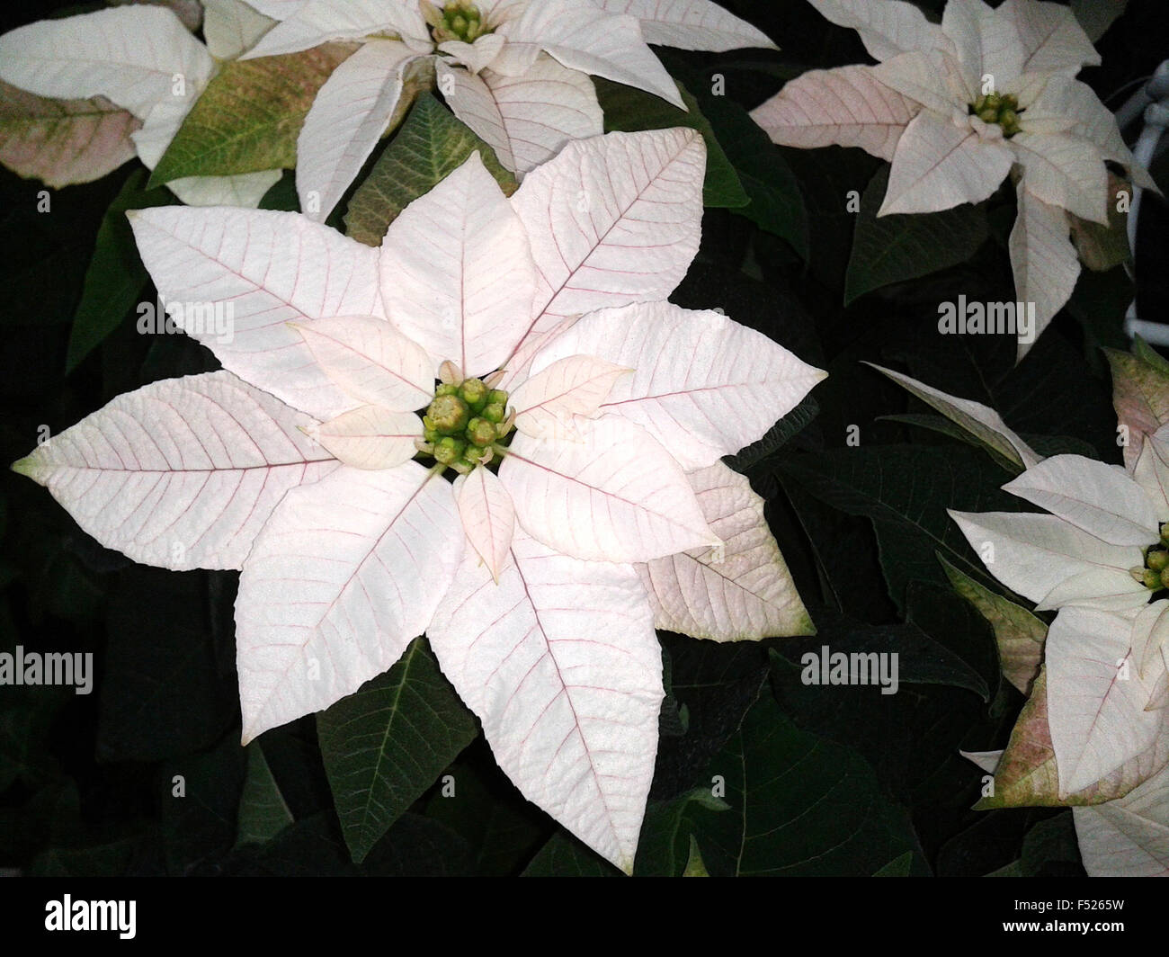 Weihnachtsstern, Botanik;  Euphorbia, Stock Photo