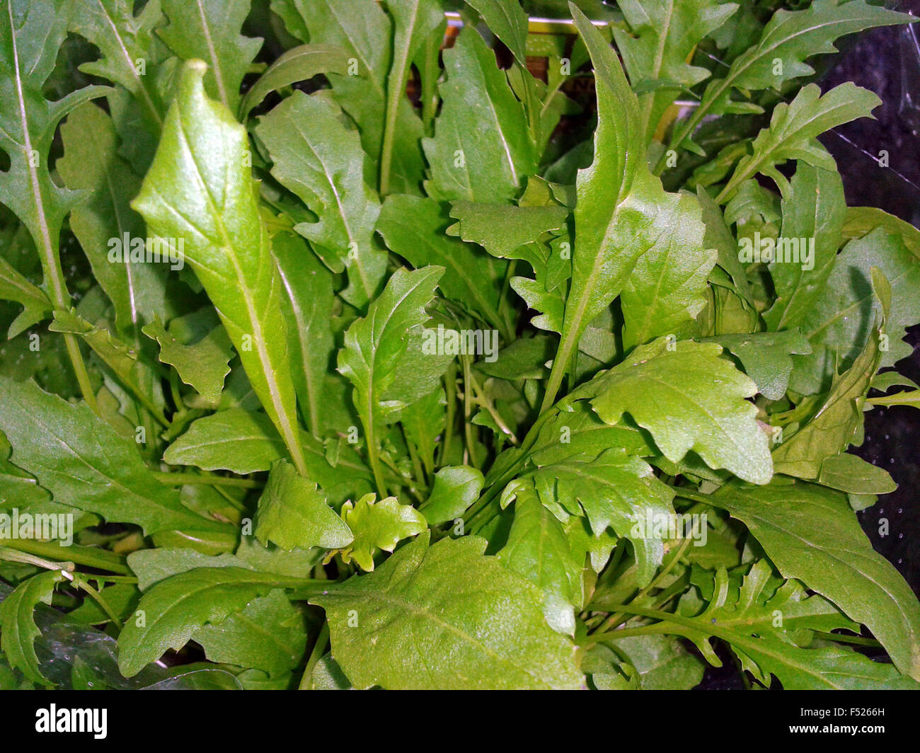 Wilde Rauke; Rucola selvatica Stock Photo