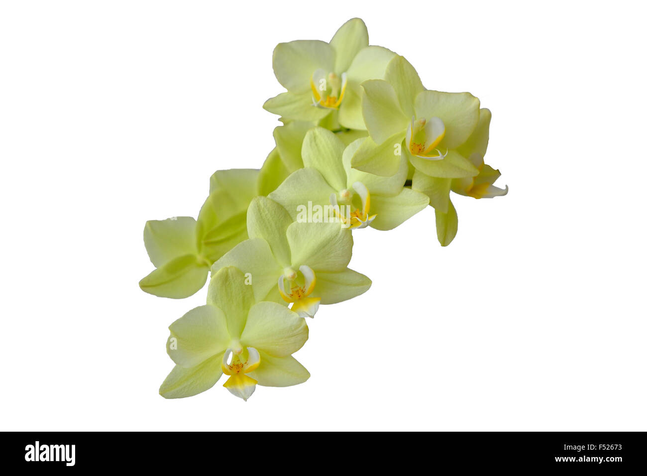 Yellow flower orchid isolated on white background Stock Photo - Alamy