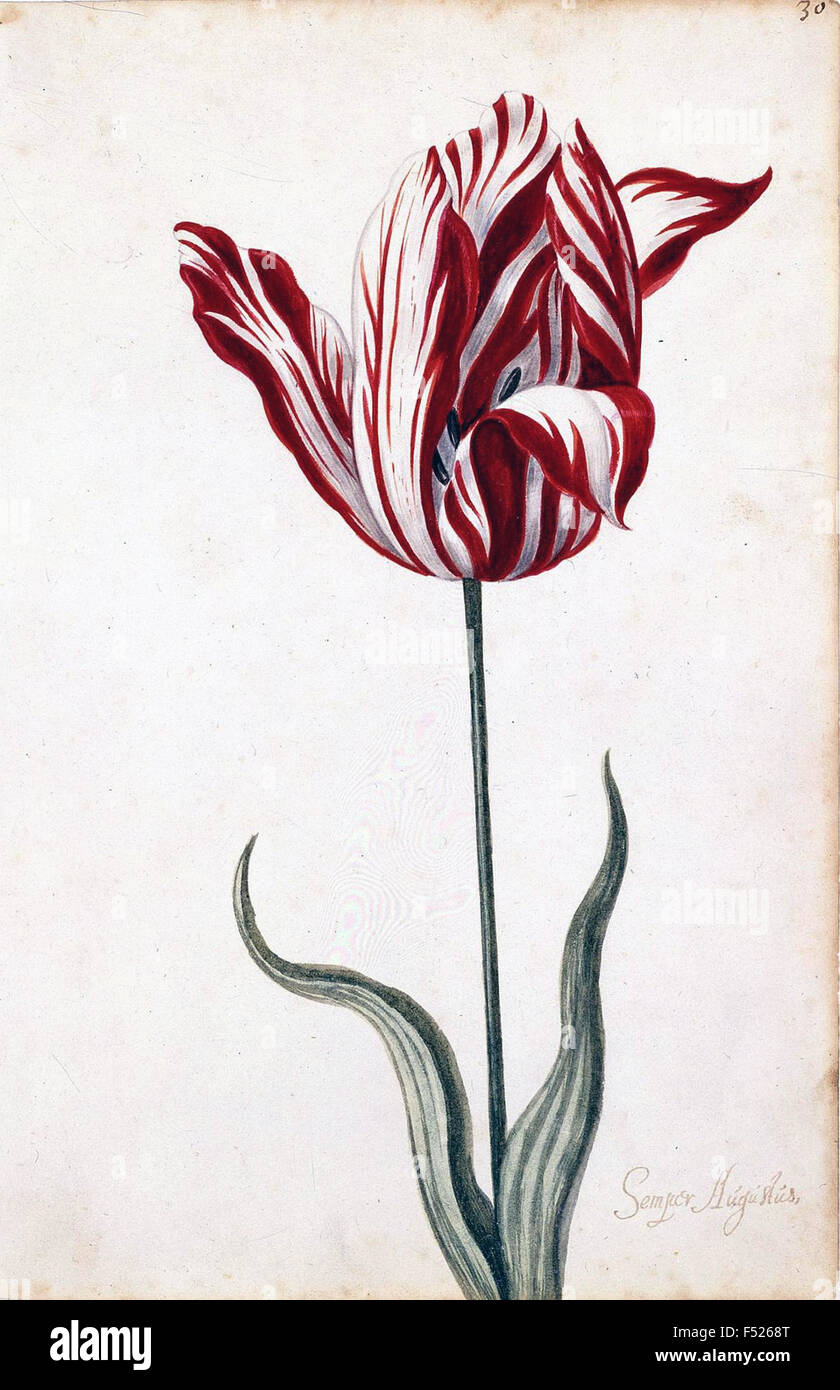TULIP MANIA Watercolour of Semper Augustus the most expensive bloom