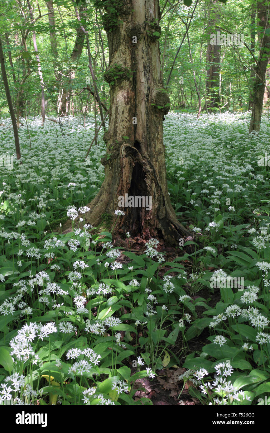Spring Riparian Riparian forest in spring with flowering wild garlic Stock Photo - Alamy