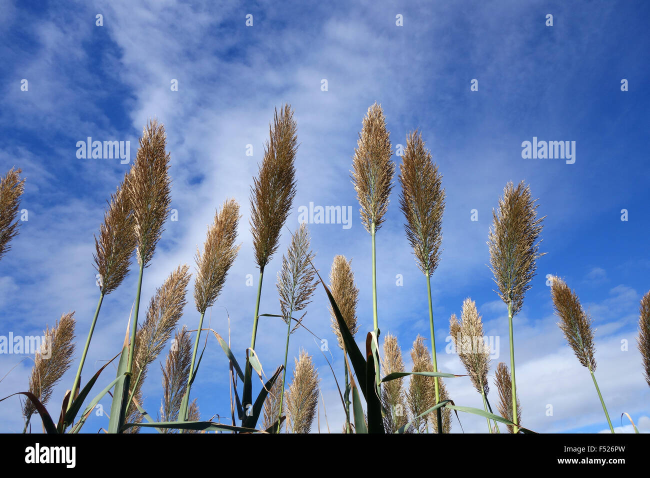 Pampas Grass Hi-res Stock Photography And Images - Alamy