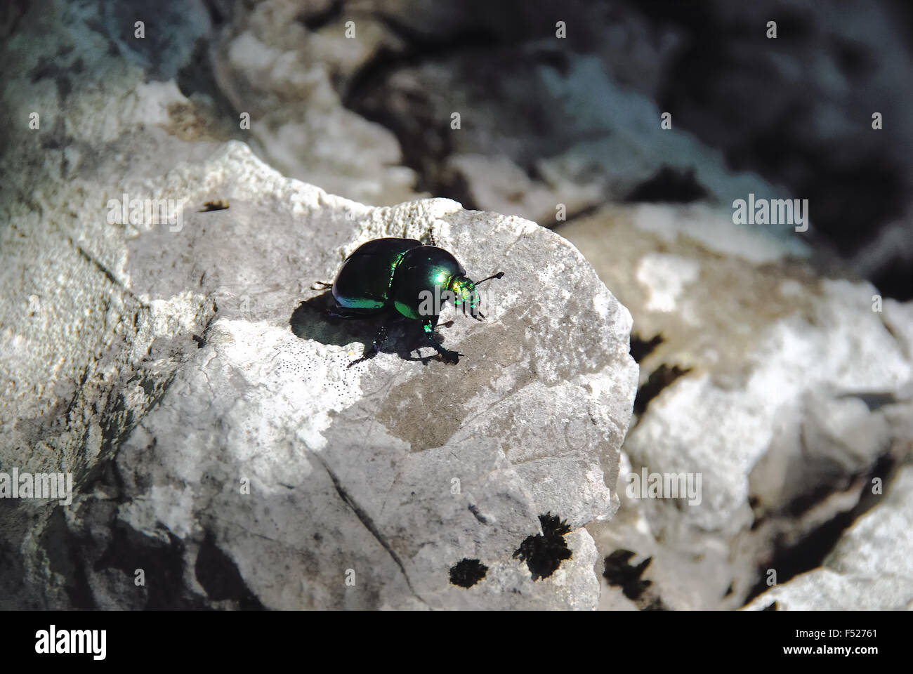 Cetonia aurata photographed on Mount Krn, Slovenia. Cetonia Aurata, called the rose chafer or the green rose chafer, is a beetle, 20 mm (¾ in) long, that has a metallic structurally coloured green and a distinct V-shaped scutellum. Stock Photo