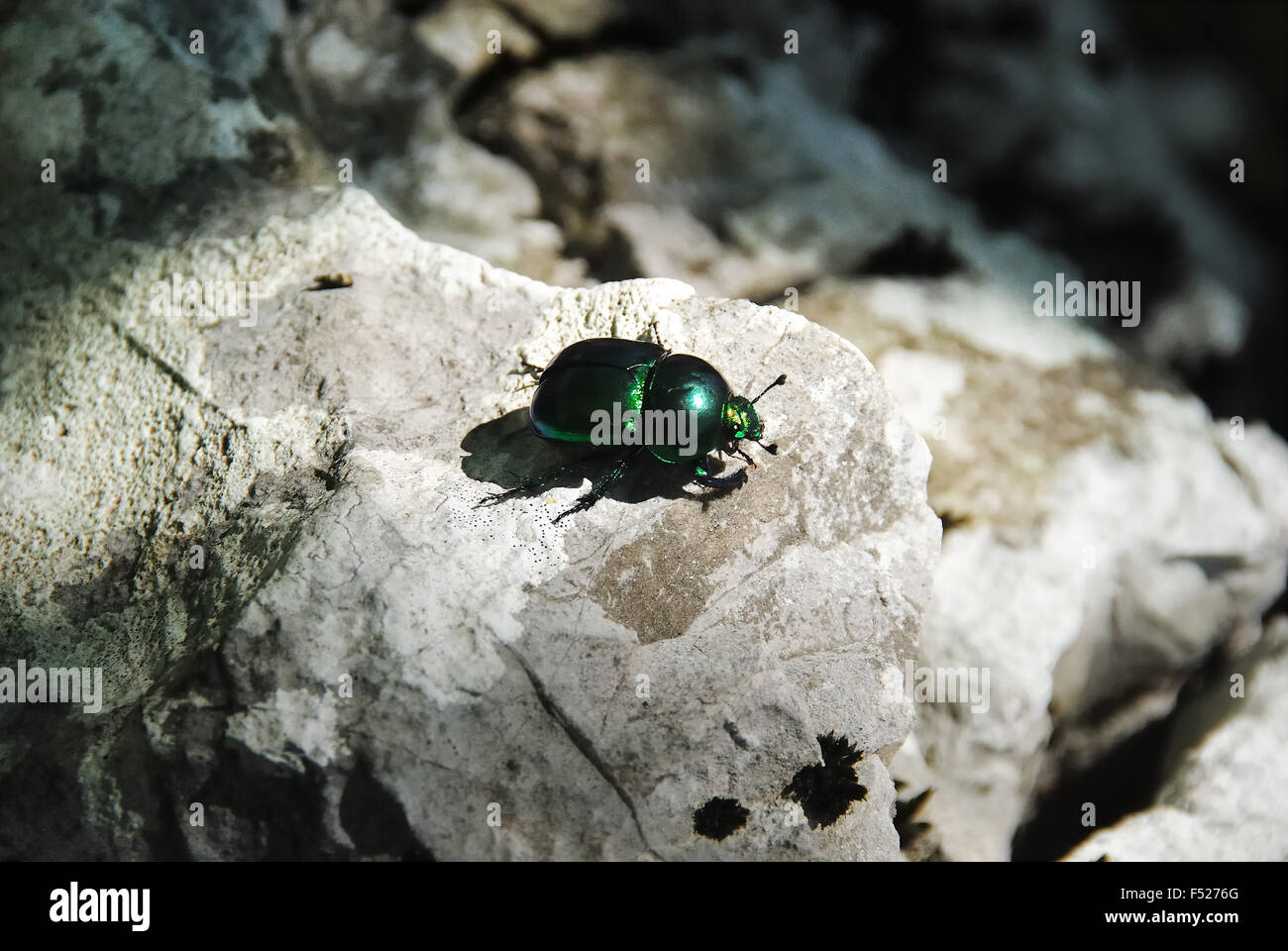 Cetonia aurata photographed on Mount Krn, Slovenia. Cetonia Aurata, called the rose chafer or the green rose chafer, is a beetle, 20 mm (¾ in) long, that has a metallic structurally coloured green and a distinct V-shaped scutellum. Stock Photo