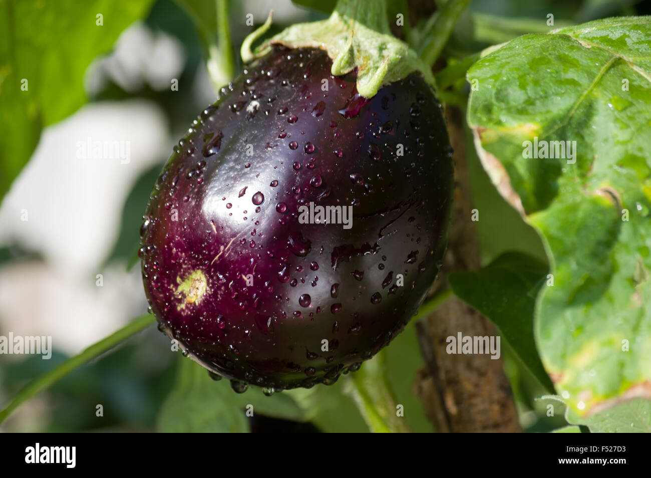 egg plant growing in the garden Stock Photo Alamy