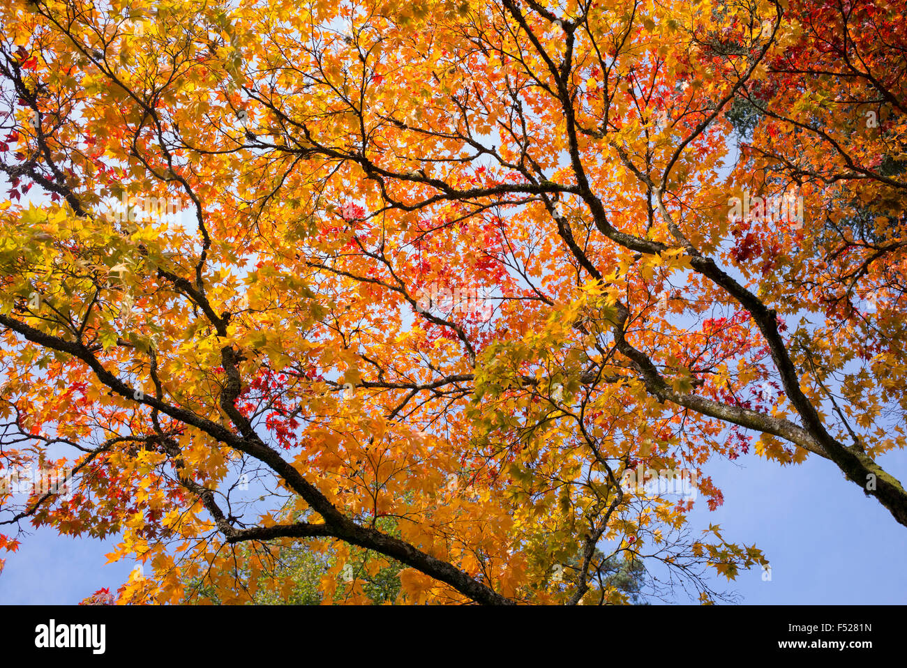 Acer Palmatum Matsumurae. Japanese Maple in autumn Stock Photo - Alamy