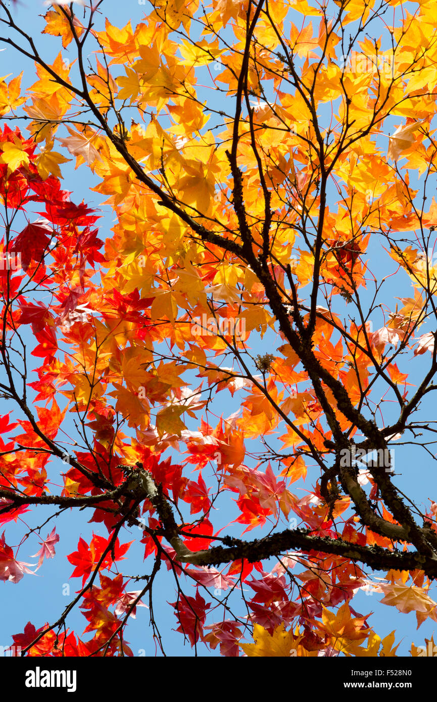 Acer Palmatum Matsumurae. Japanese Maple in autumn Stock Photo - Alamy