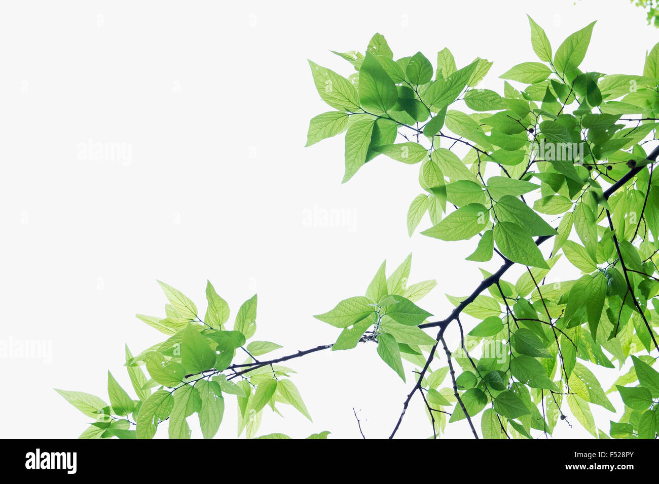 Vibrant green leaves on a white sky background Stock Photo