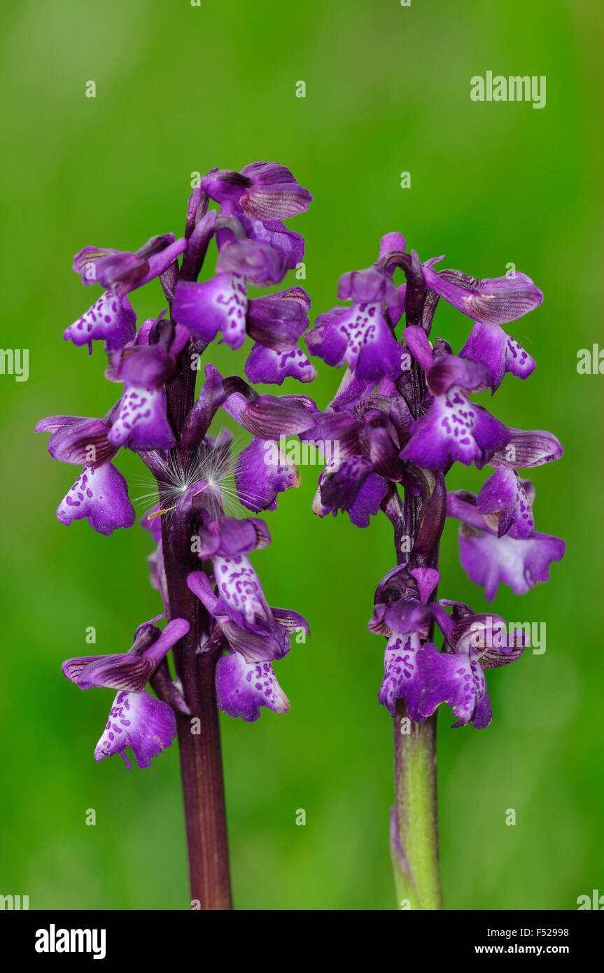 Two green-winged orchid spikes UK Stock Photo