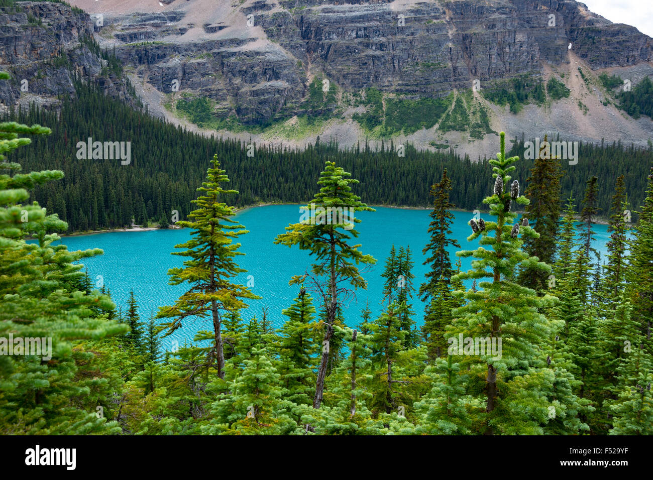 Bright Blue Lake O'Hara, Yoho National Park, Canadian Rockies Stock