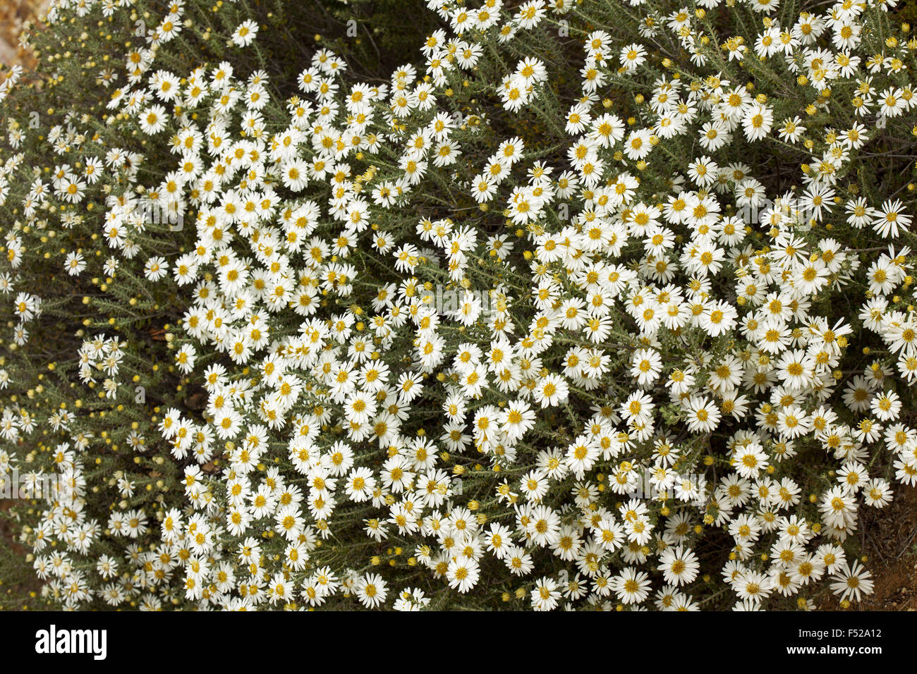 Mass of wildflowers, white daisies of Olearia pimeleoides, mallee daisy bush in outback South Australia Stock Photo