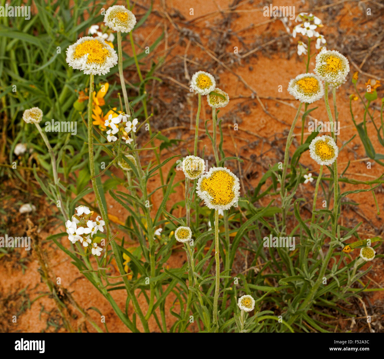 Cluster of yellow & white flowers & leaves of Polycalymma stuartii, poached egg daisies growing in red soil of outback Australia Stock Photo