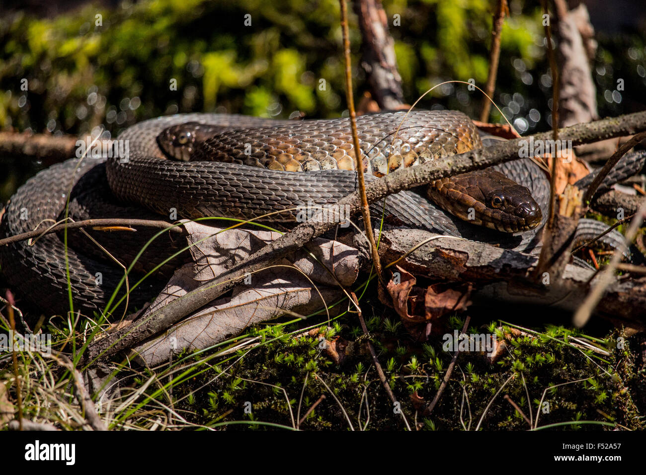 Two snakes coiled around each other Stock Photo Alamy
