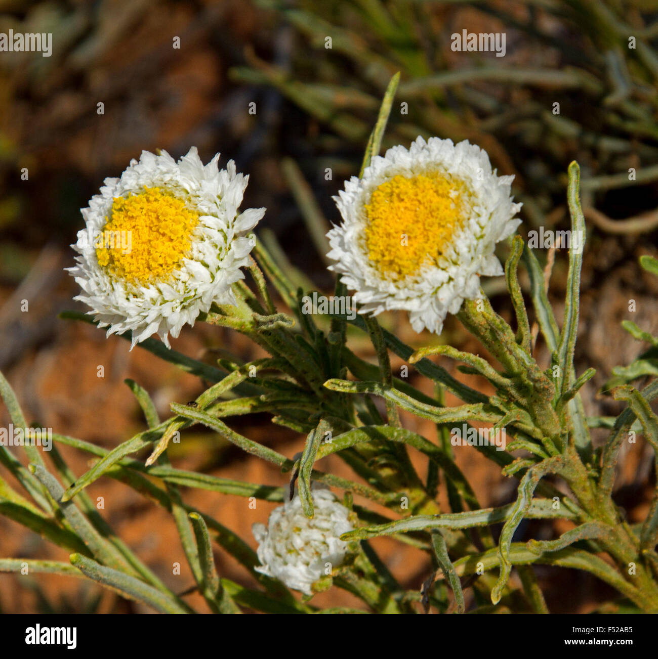 Two yellow & white flowers & leaves of Polycalymma stuartii, poached egg daisies growing in outback Australia Stock Photo