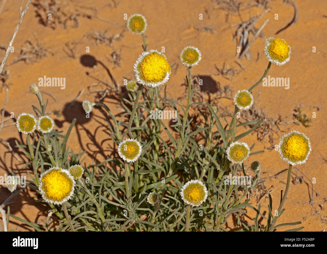 Cluster of yellow & white flowers & leaves of Polycalymma stuartii, poached egg daisies growing in outback Australia Stock Photo