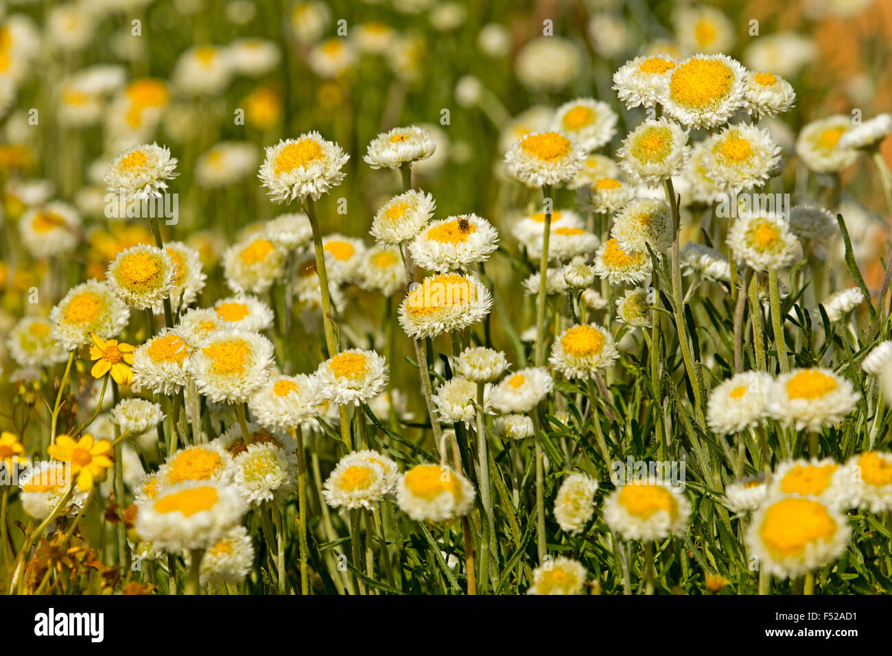 Large cluster of yellow & white flowers & leaves of Polycalymma stuartii, poached egg daisies growing in outback Australia Stock Photo