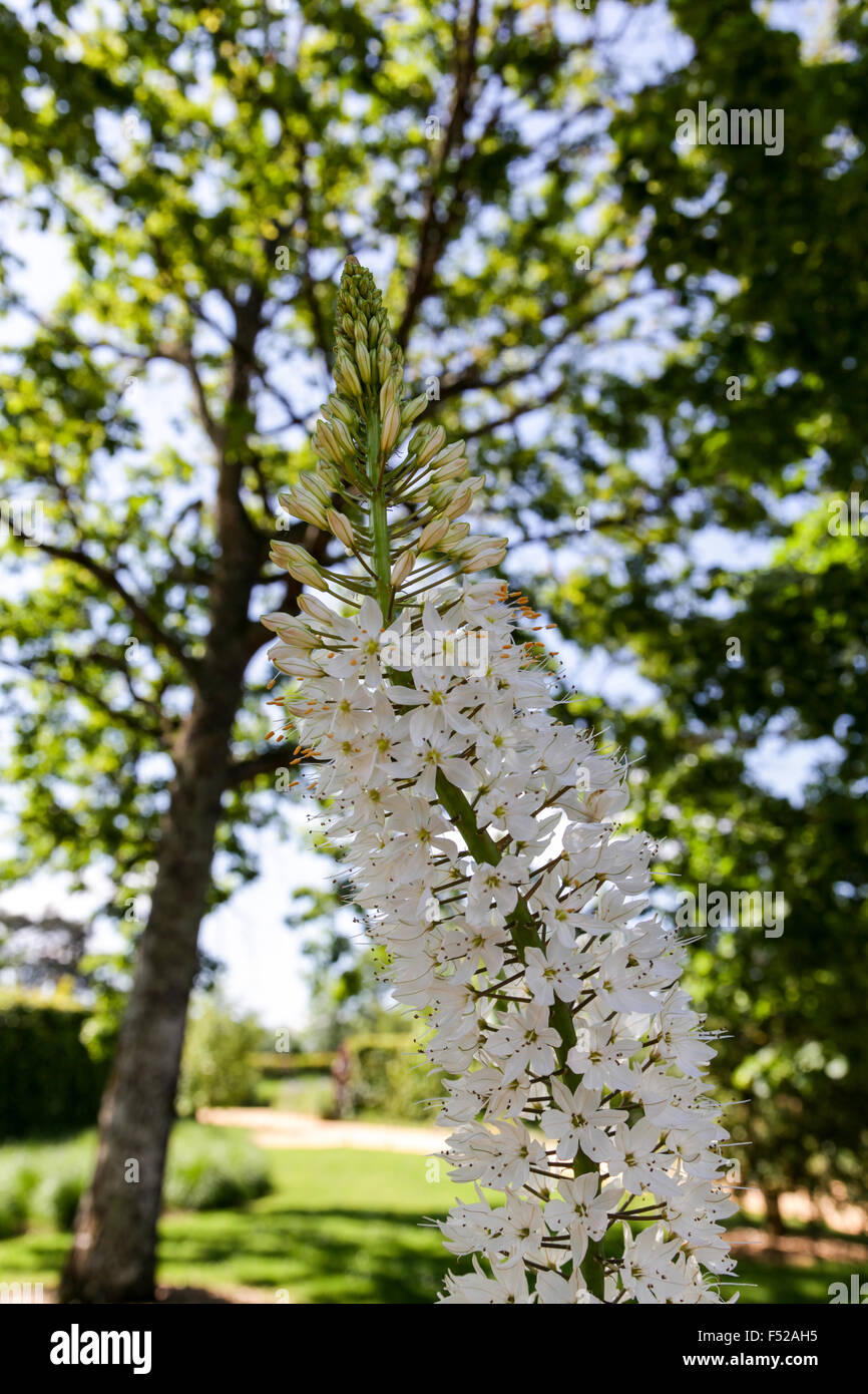 International garden festival Chaumont Sur Loire, France. Foxtail Lily Eremurus himalaicus Desert Candle Himalayan summer flower Stock Photo