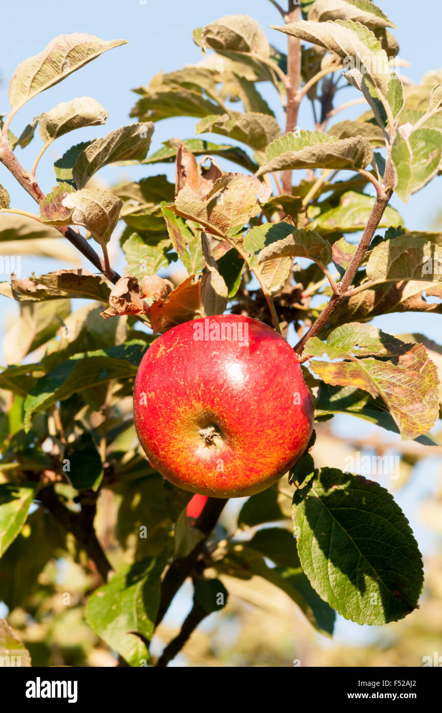 Apple of the variety May Queen growing on a tree. Stock Photo
