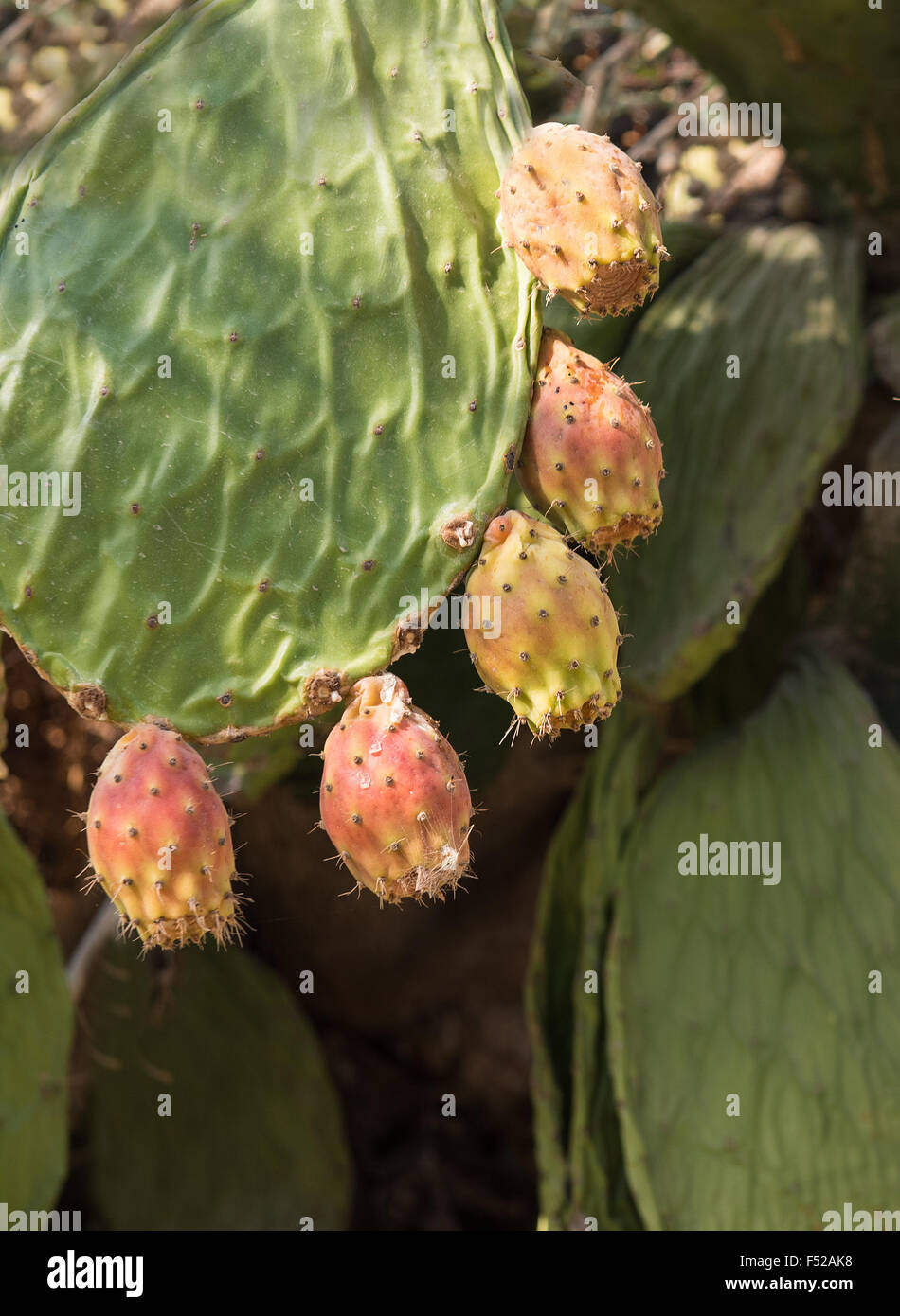 Fresh healthy prickly pear fruits on a paddle cactus. Usually known also as fig fruit. Stock Photo