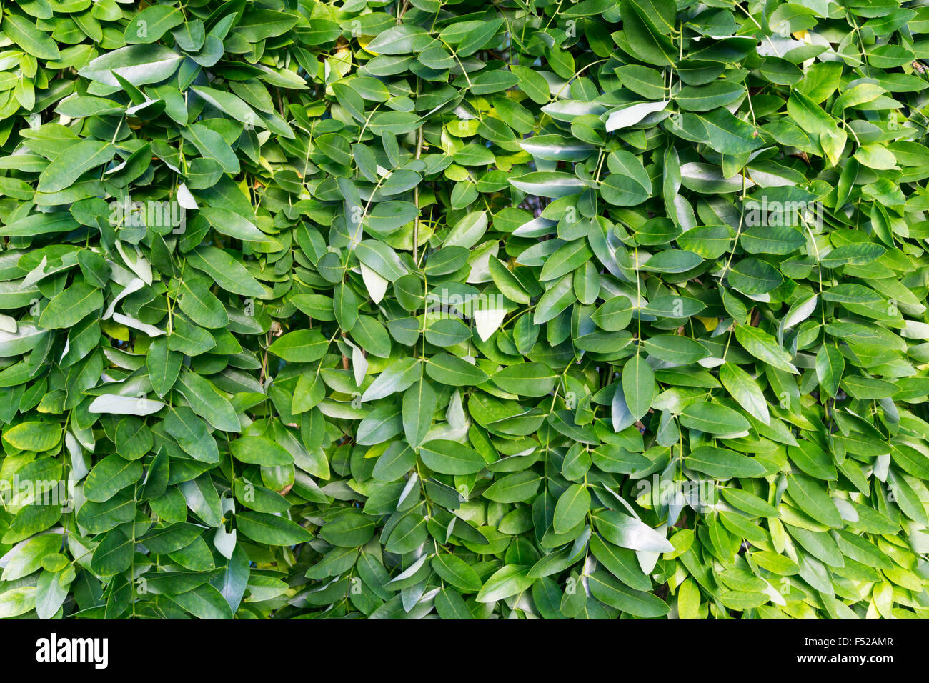 Leaves of weeping Japanese Pagoda Tree, Sophora japonica Pendula. Stock Photo