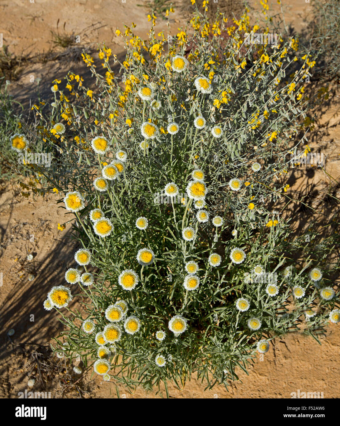 Large cluster of yellow & white flowers & leaves of Polycalymma stuartii, poached egg daisies growing in outback Australia Stock Photo