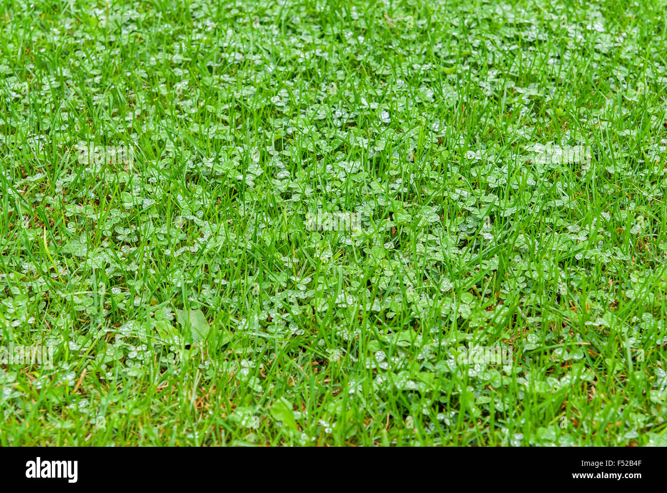 Wet green grass raindrops hi-res stock photography and images - Alamy