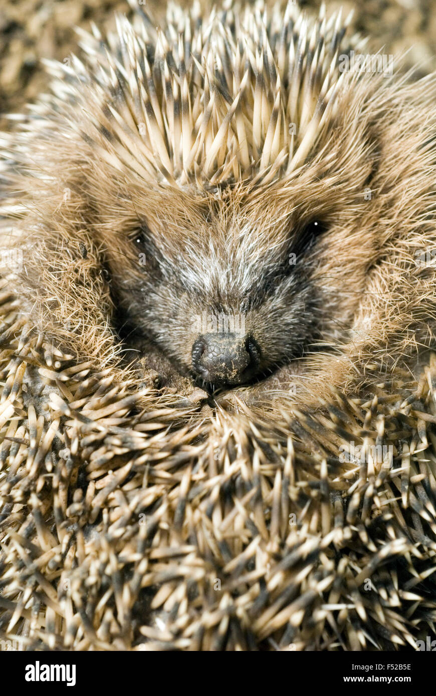 Little Hedgehog (Erinaceus europaeus) rolled up Germany Stock Photo