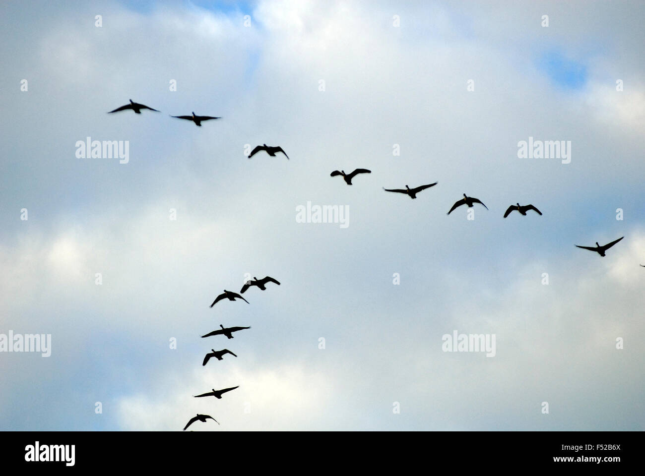 Graylag geese (Anser anser) flying in loose V formation Stock Photo