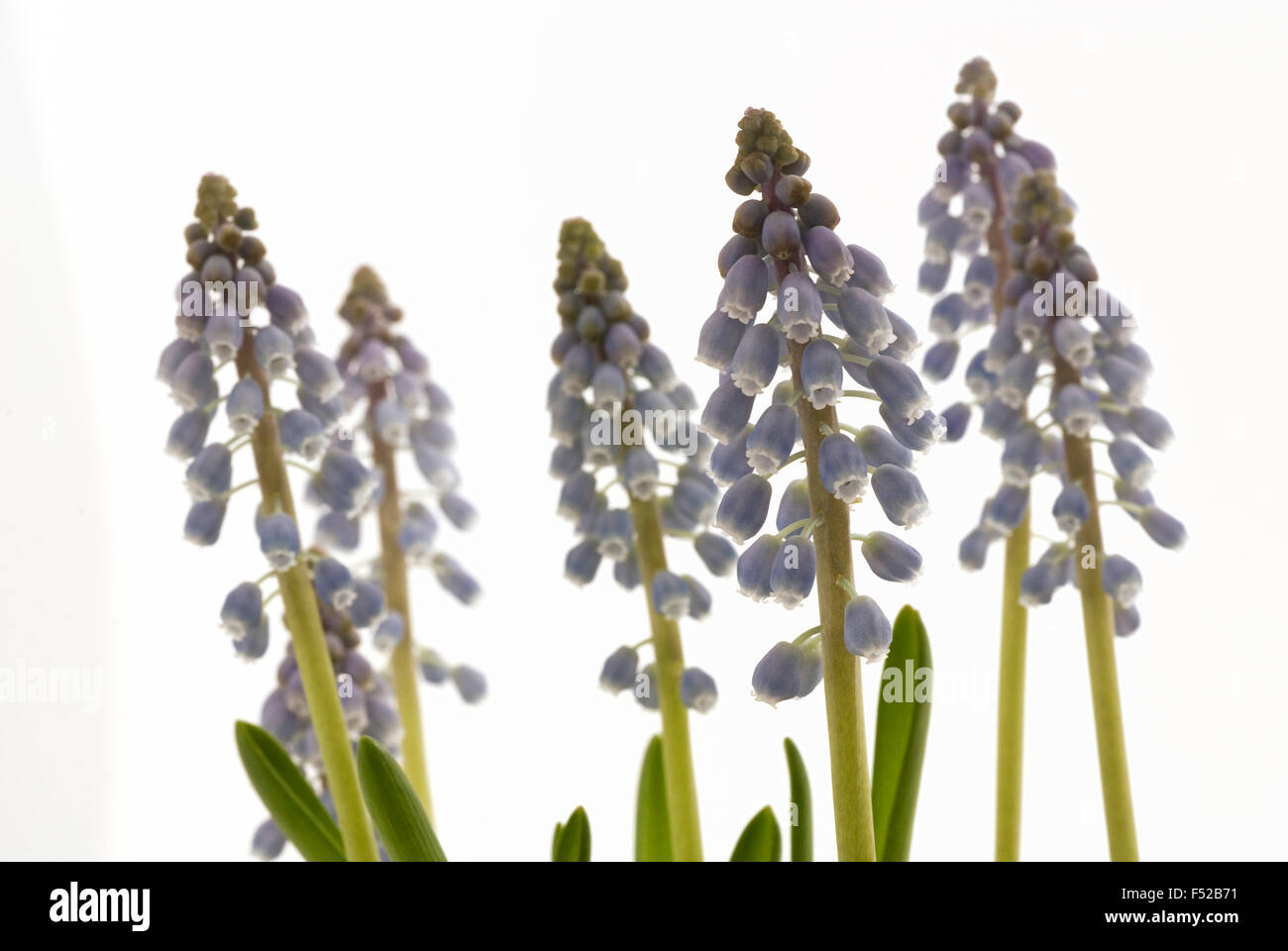 Starch Grape Hyacinth (Muscari neglectum) blossoms macro shot close-up Stock Photo