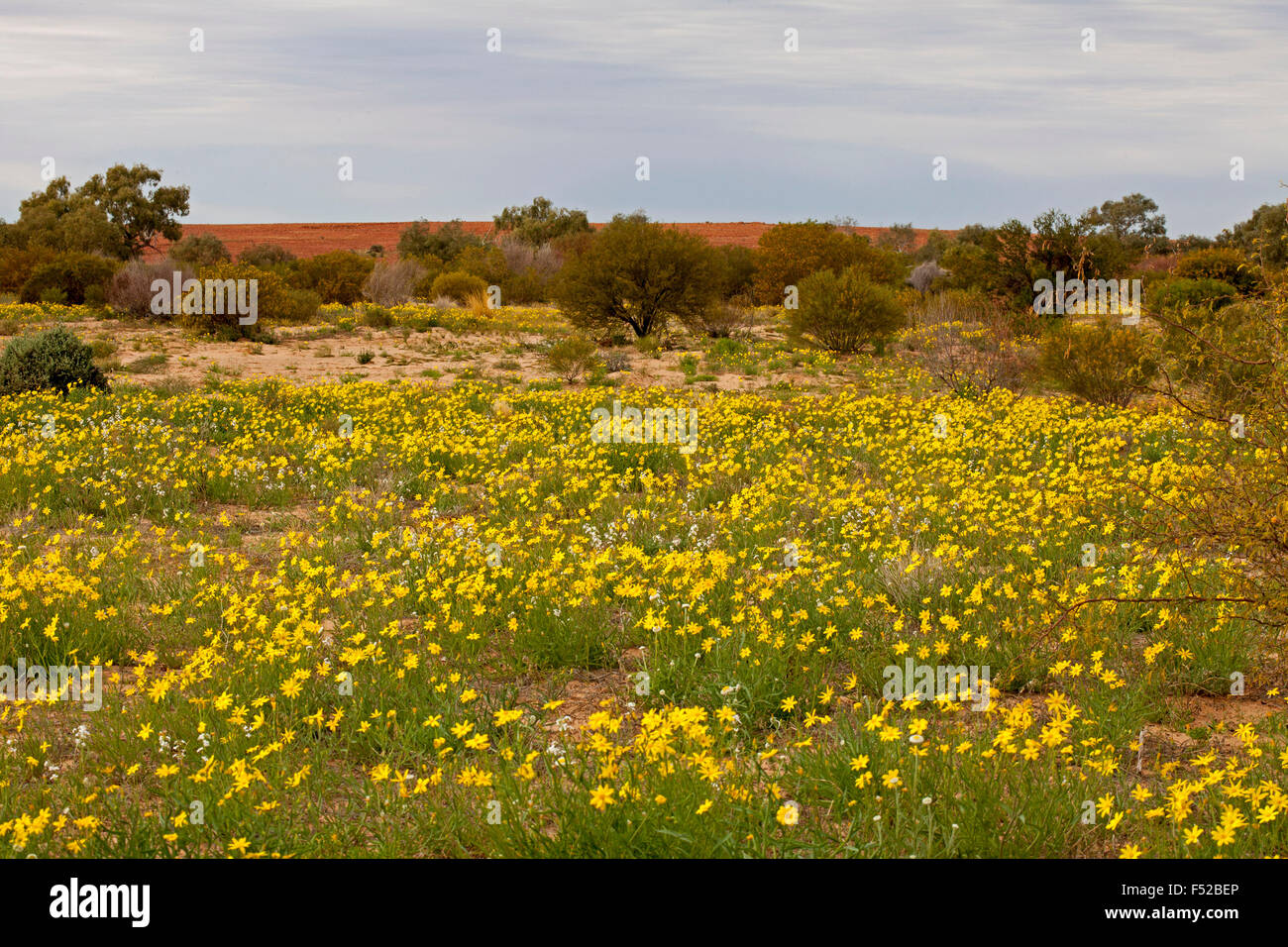Australian outback landscape carpeted, after rain, with yellow wildflowers, Senecio gregorii, annual yellowtop, fleshy groundsel Stock Photo
