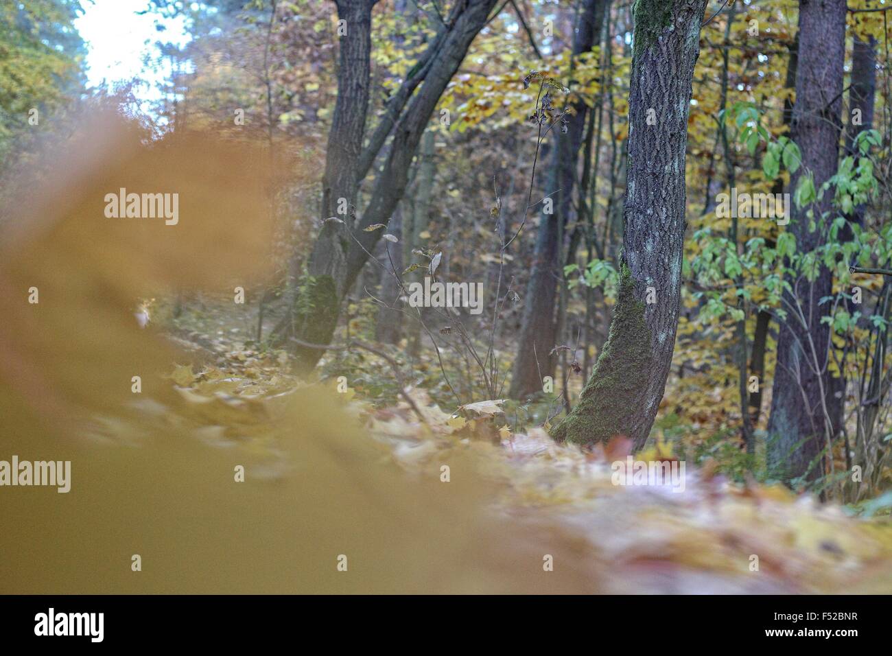 Gdansk, Poland 26th, October 2015 Forest road in Otomin near Gdansk on the sunny autumn evening. The leaves on the trees yellowed as a sign of approaching winter. Credit:  Michal Fludra/Alamy Live News Stock Photo